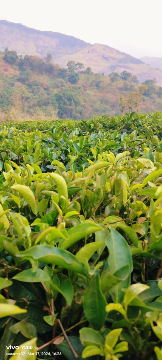 过酸茶园叶小