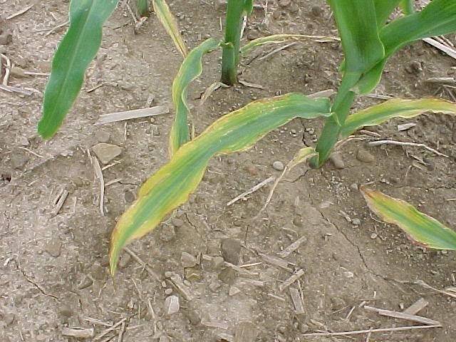缺氮植株瘦高不壮
