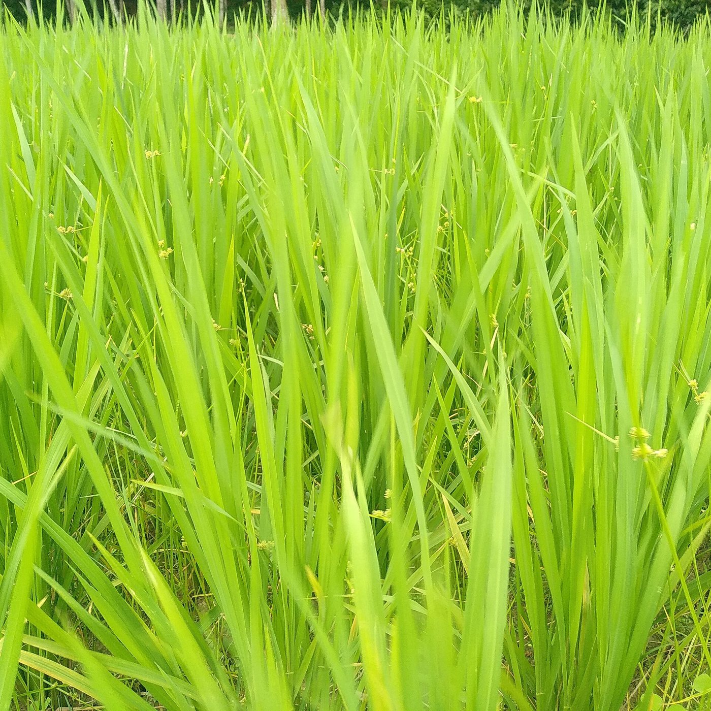 质地 特写